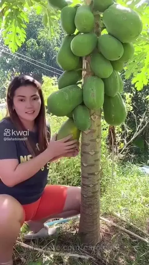 Prévia da publicação de carolcat2