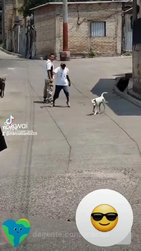 Prévia da publicação de maciel