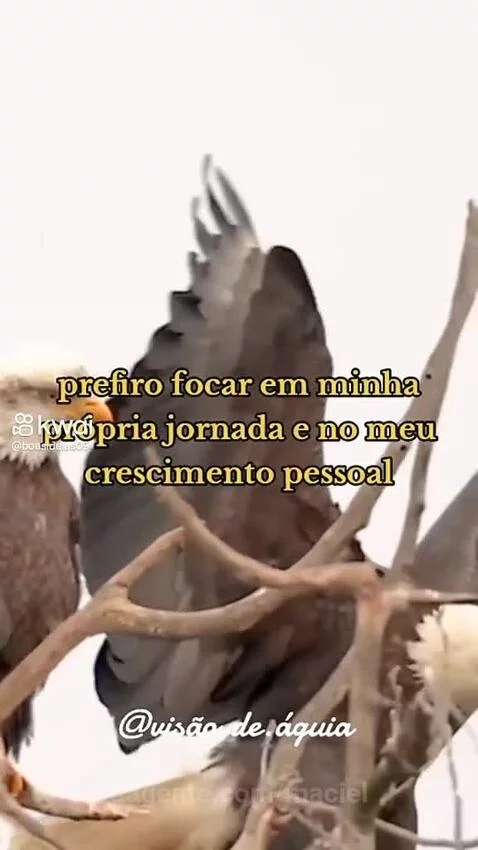 Prévia da publicação de maciel