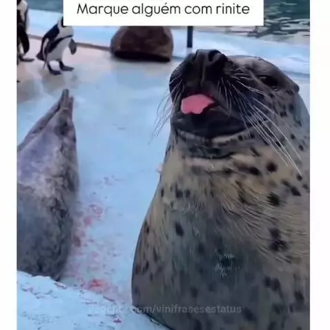Prévia da publicação de vinifrasesestatus
