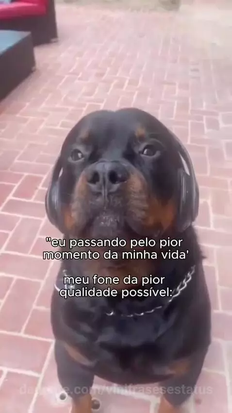 Prévia da publicação de vinifrasesestatus