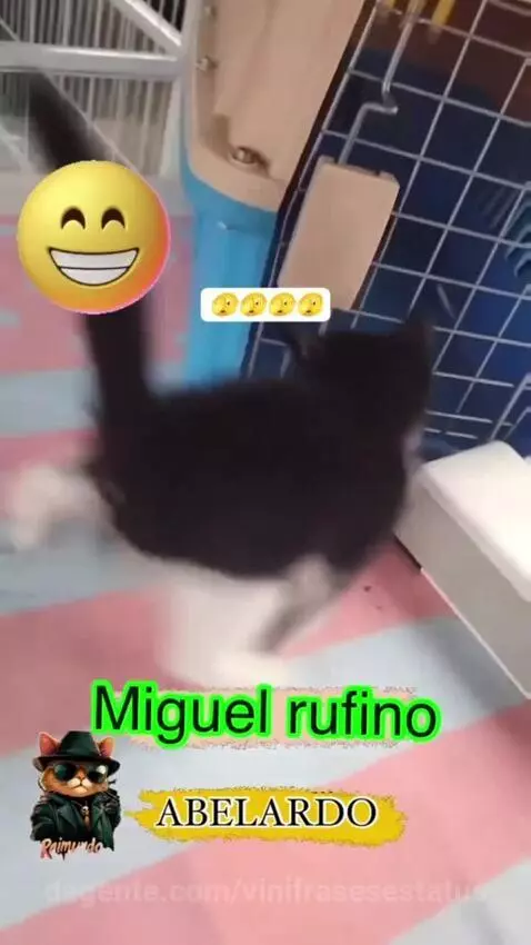 Prévia da publicação de vinifrasesestatus