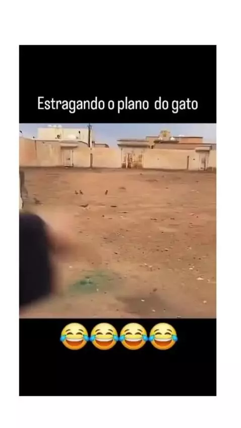 Prévia da publicação de vinifrasesestatus