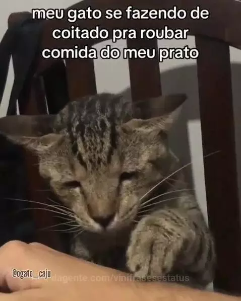 Prévia da publicação de vinifrasesestatus