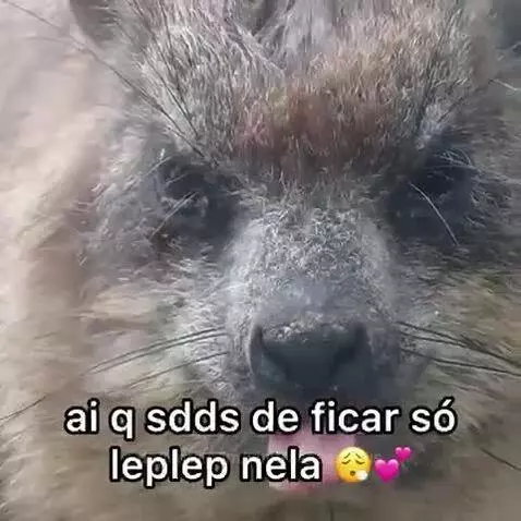 Prévia da publicação de vinifrasesestatus
