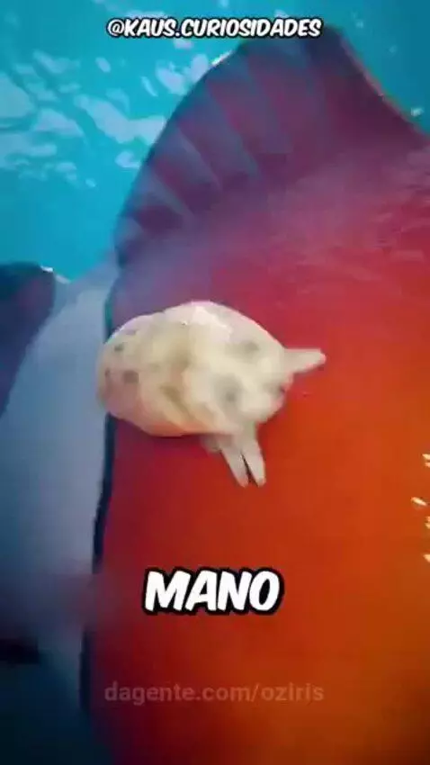 video poster