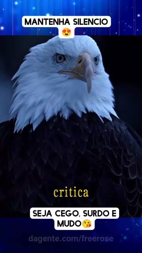 Prévia da publicação de freerose