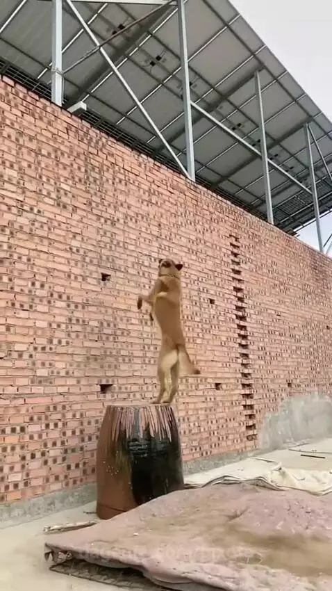 Prévia da publicação de pixote