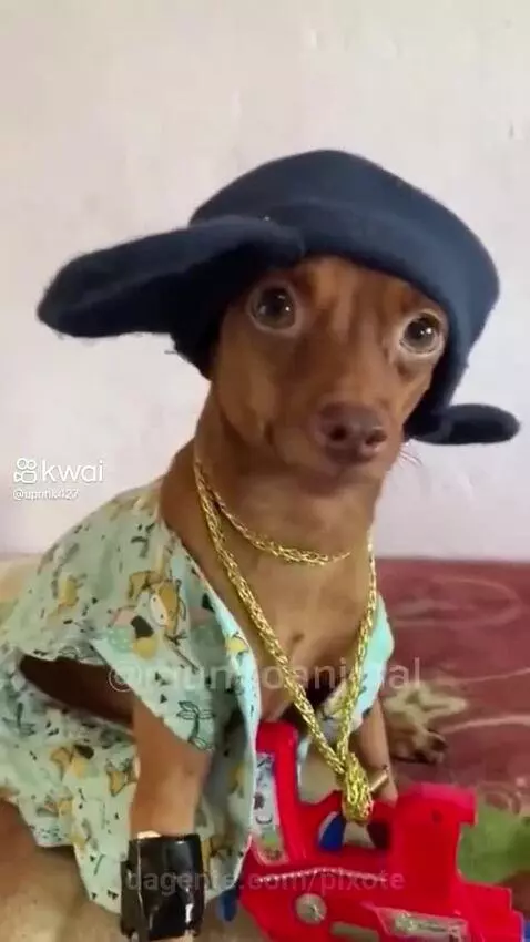 Prévia da publicação de pixote