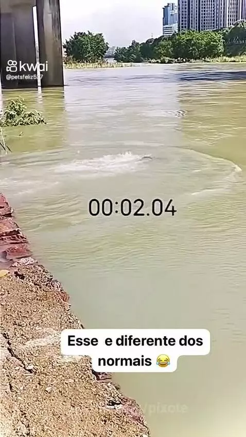Prévia da publicação de pixote
