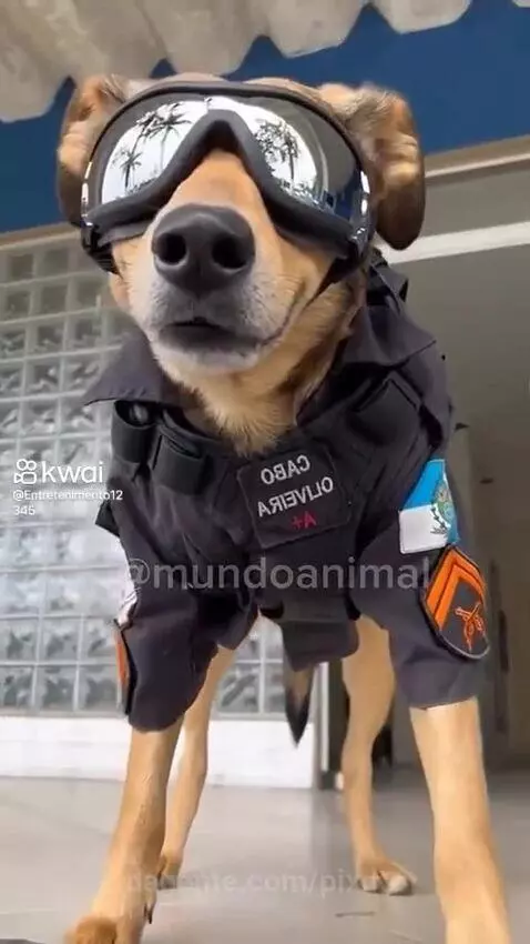 Prévia da publicação de pixote