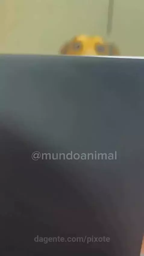 video poster