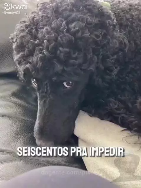 Prévia da publicação de pixote