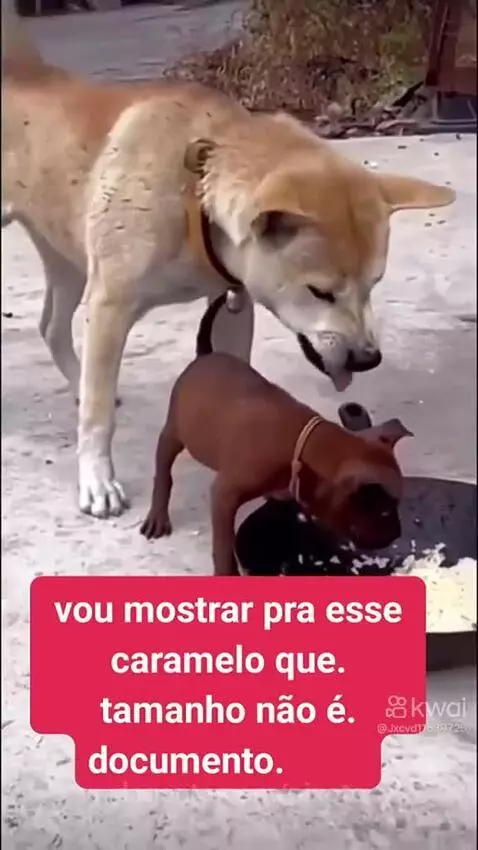 Prévia da publicação de pixote
