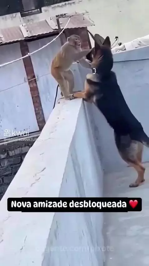 Prévia da publicação de pixote