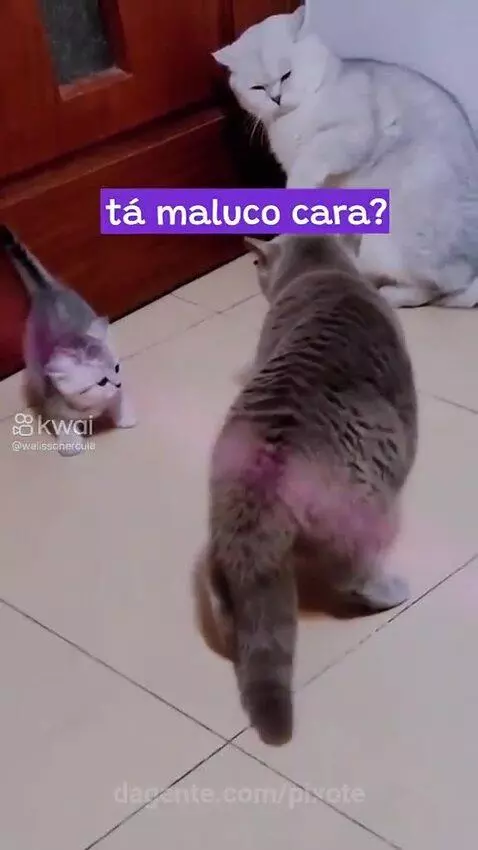 Prévia da publicação de pixote