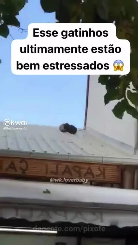 Prévia da publicação de pixote