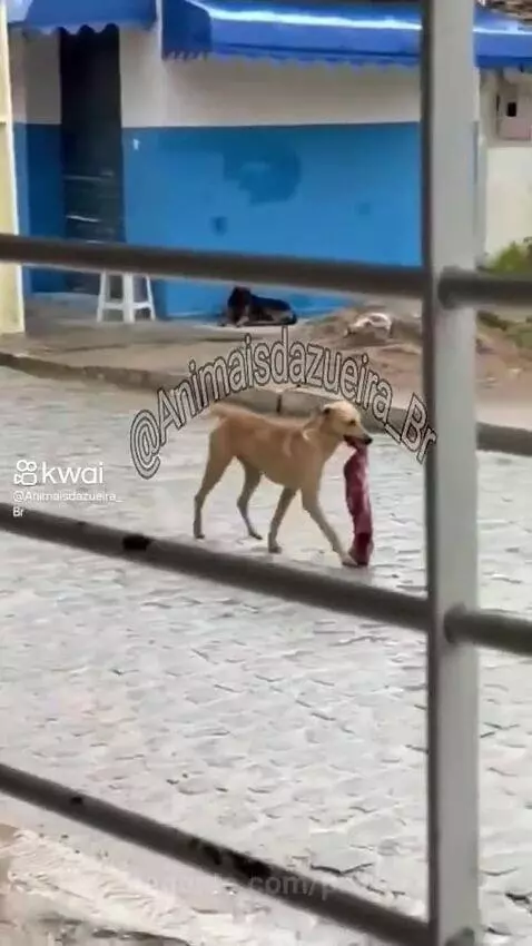Prévia da publicação de pixote