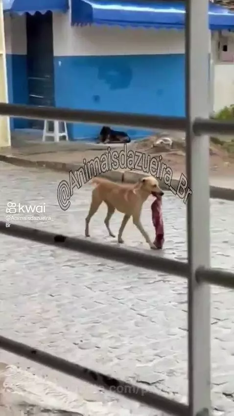 Prévia da publicação de pixote