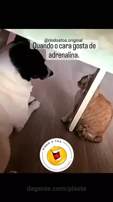 Prévia da publicação de pixote