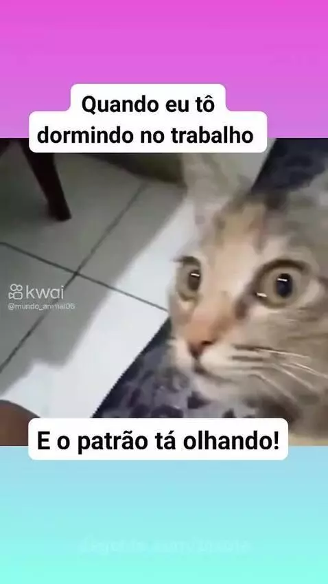 Prévia da publicação de pixote