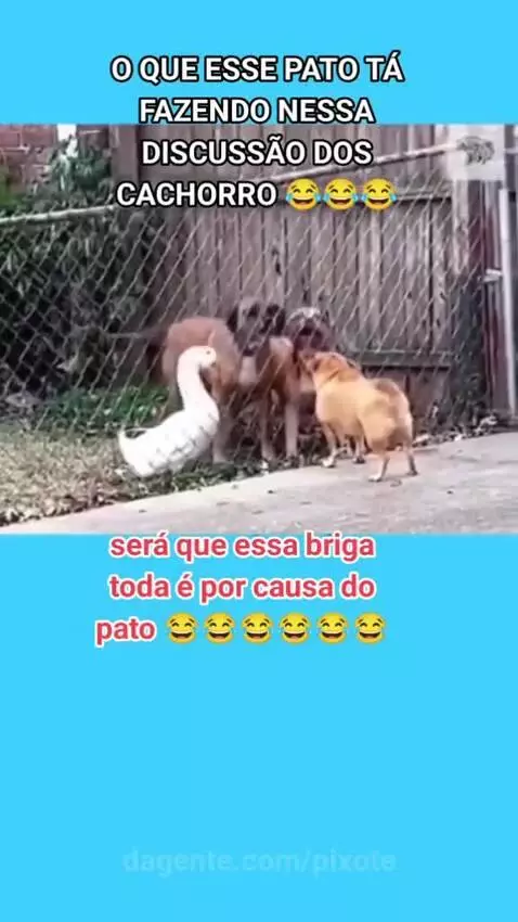 Prévia da publicação de pixote