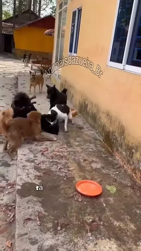 Prévia da publicação de pixote