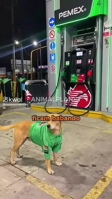 Prévia da publicação de pixote