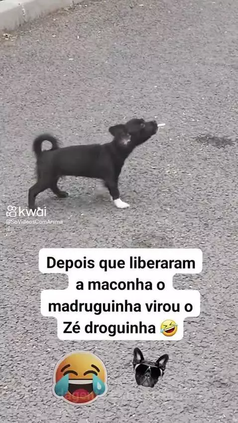 Prévia da publicação de pixote