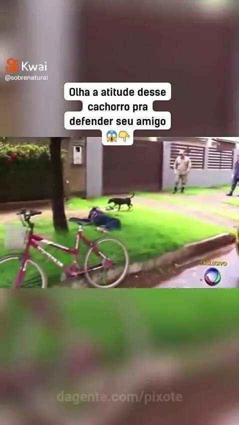 Prévia da publicação de pixote