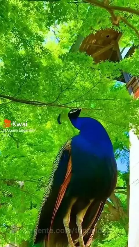 Prévia da publicação de toppvideos
