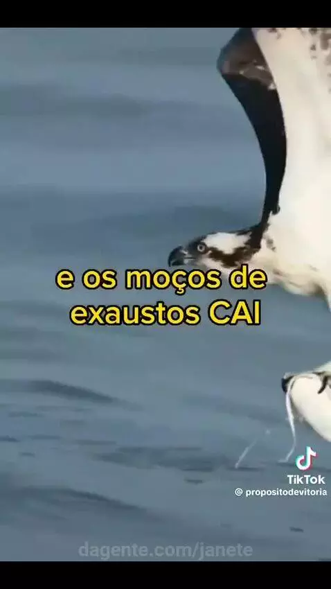 Prévia da publicação de janete