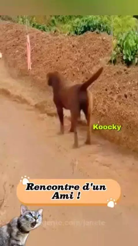 video poster