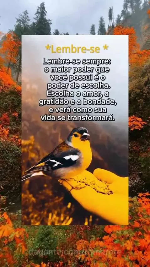 Prévia da publicação de romarote