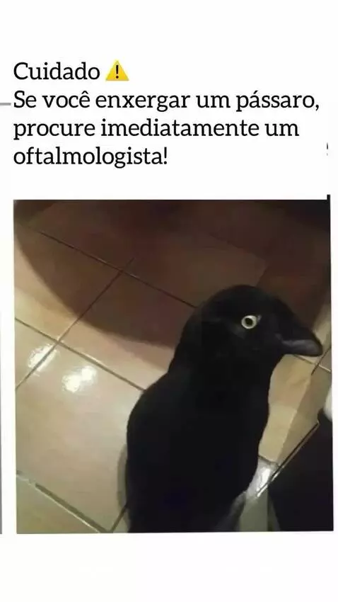 Prévia da publicação de romarote