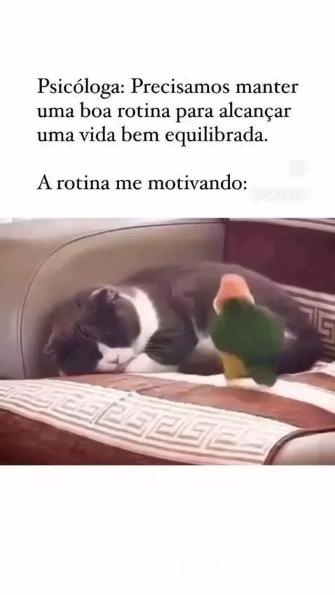 Prévia da publicação de romarote