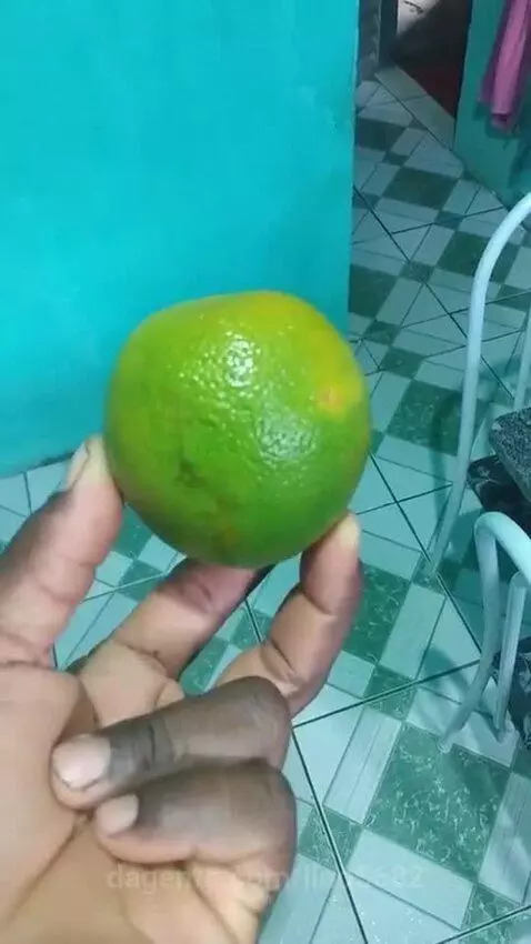 Prévia da publicação de lino5682