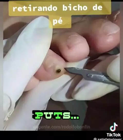 Prévia da publicação de rodolfobonfin