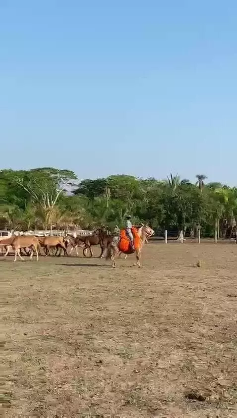Prévia da publicação de genera