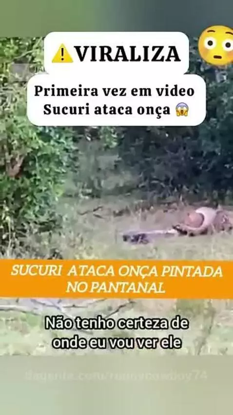 Prévia da publicação de ronnycowboy74
